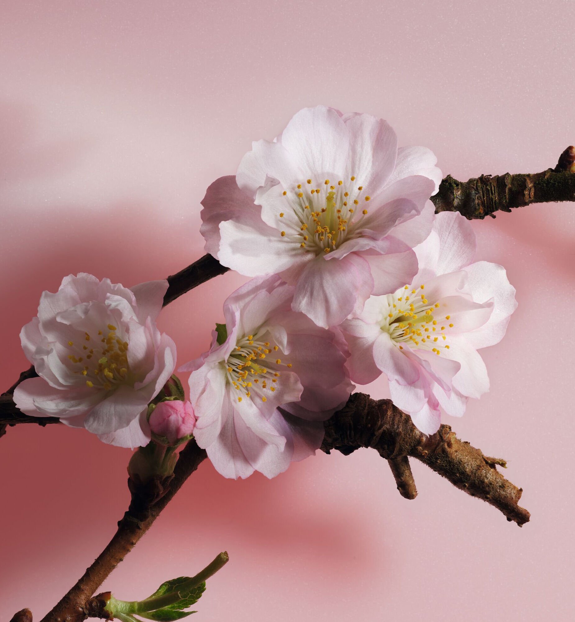 DIOR】 新作 メゾン クリスチャン ディオール サクラ ラ コレクシオン