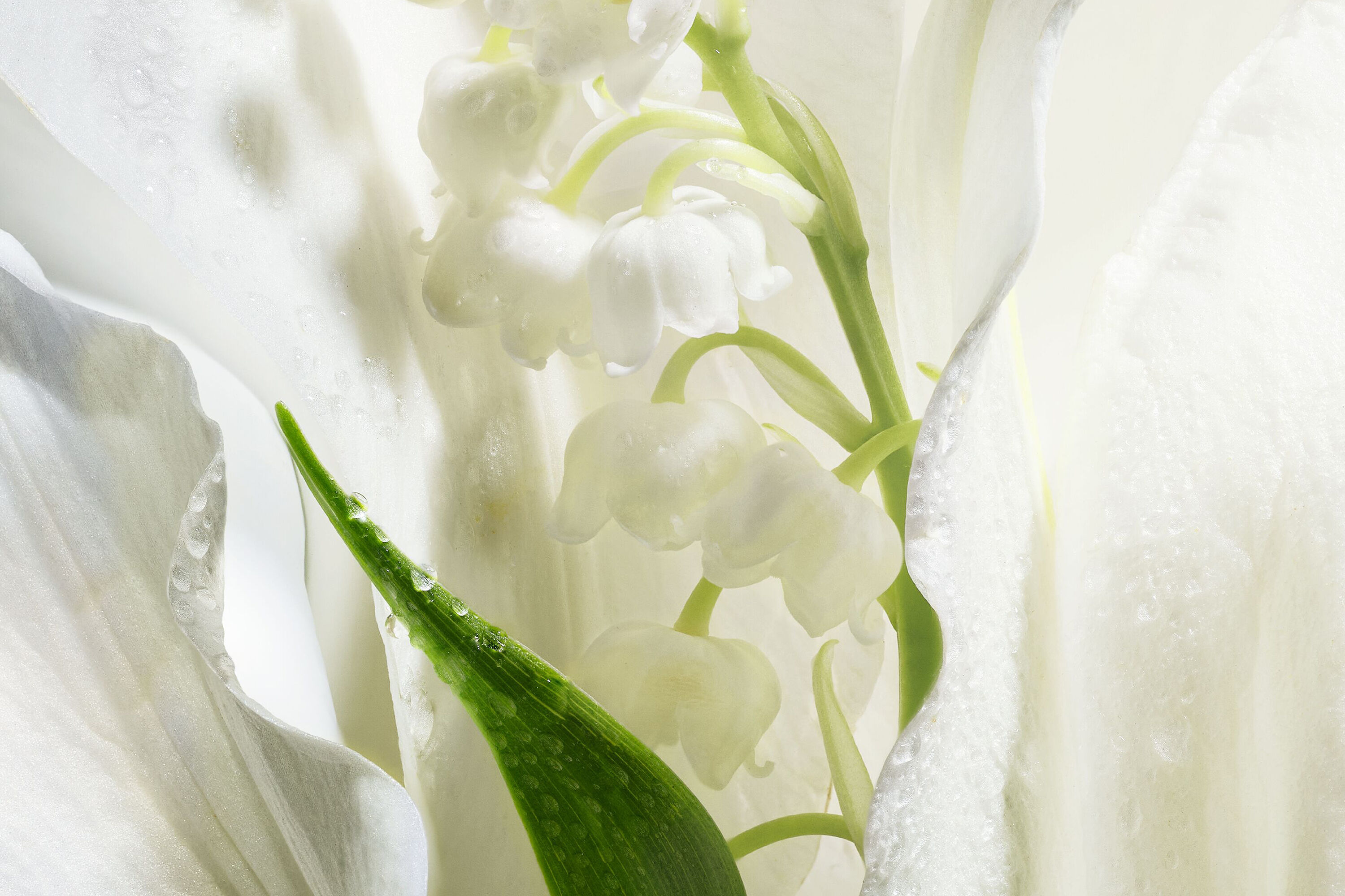 Y0750427_C099700690_E04_ZHC.