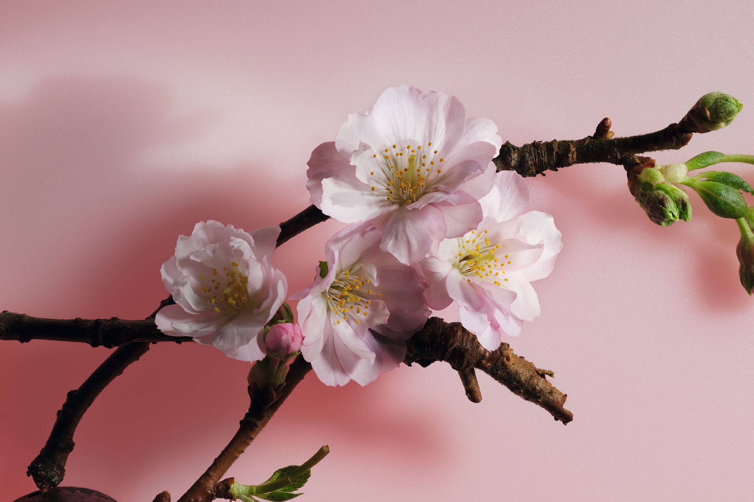 Y0749427_C099700696_E04_ZHC.